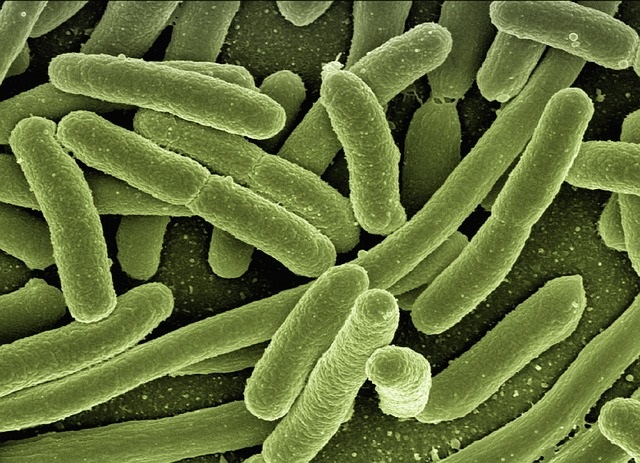 A colony of E. coli bacteria. Image by Gerd Altmann from Pixabay