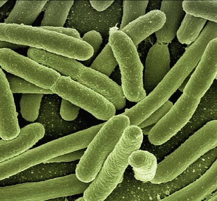 Harnessing the Power of ... Bacteria?
