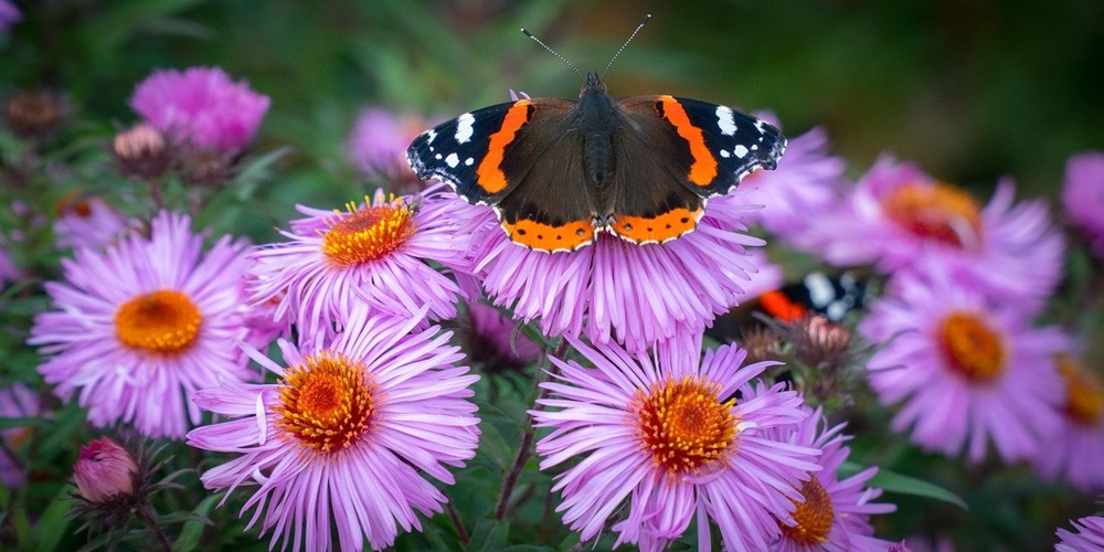 Red admiral butterfly rests on a bunch of purple aster flowers