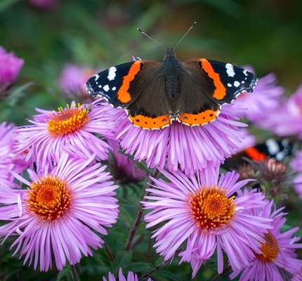 Stacking Benefits by Using Native Plants in Green Infrastructure