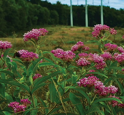 Rights-of-Way Are for the Birds: Managing power line corridors to help wildlife
