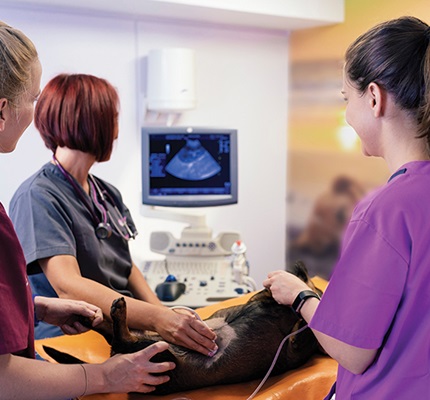Connectivity and veterinary practices
