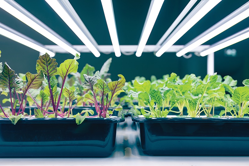 plants under grow light