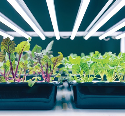 plants under grow light