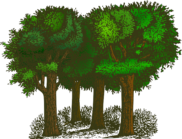 Forest, trees