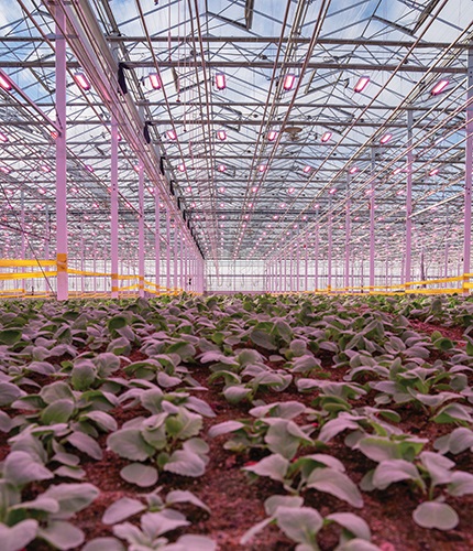 How Does Your Garden Grow?
