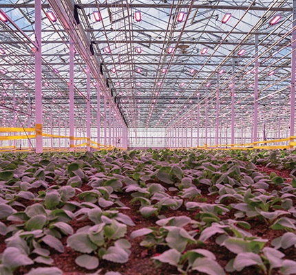 How Does Your Garden Grow? The agricultural lighting market has specific concerns