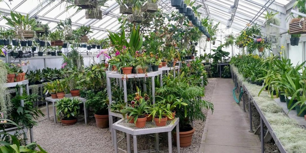 A greenhouse filled with plants. Horticultural lighting, vegetation, greenhouse lighting, horticulture, grow lights