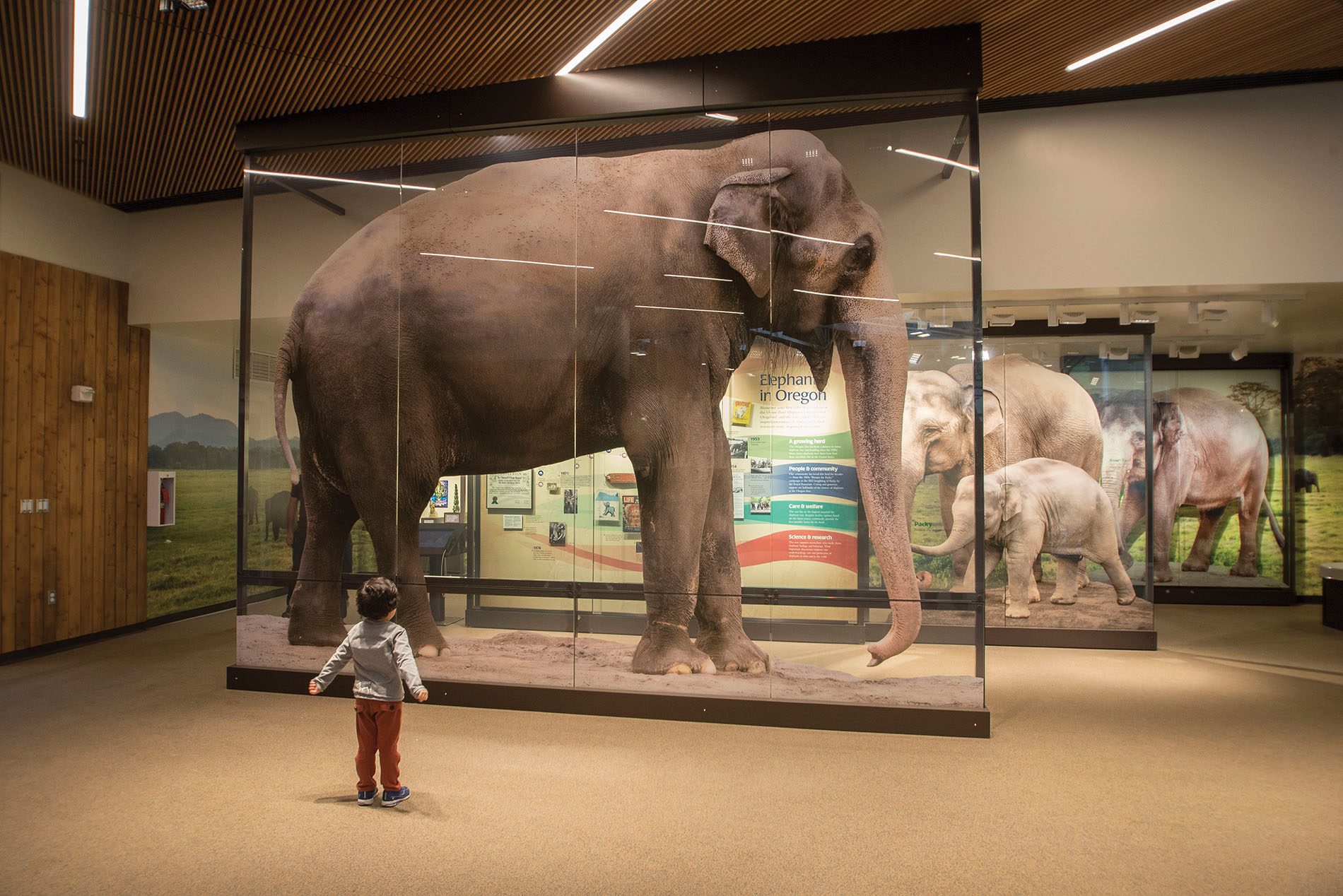 A child is dwarfed by a photo of Packy in Forest Hall at the Oregon Zoo. Credit: Oregon Zoo / Michael Durham
