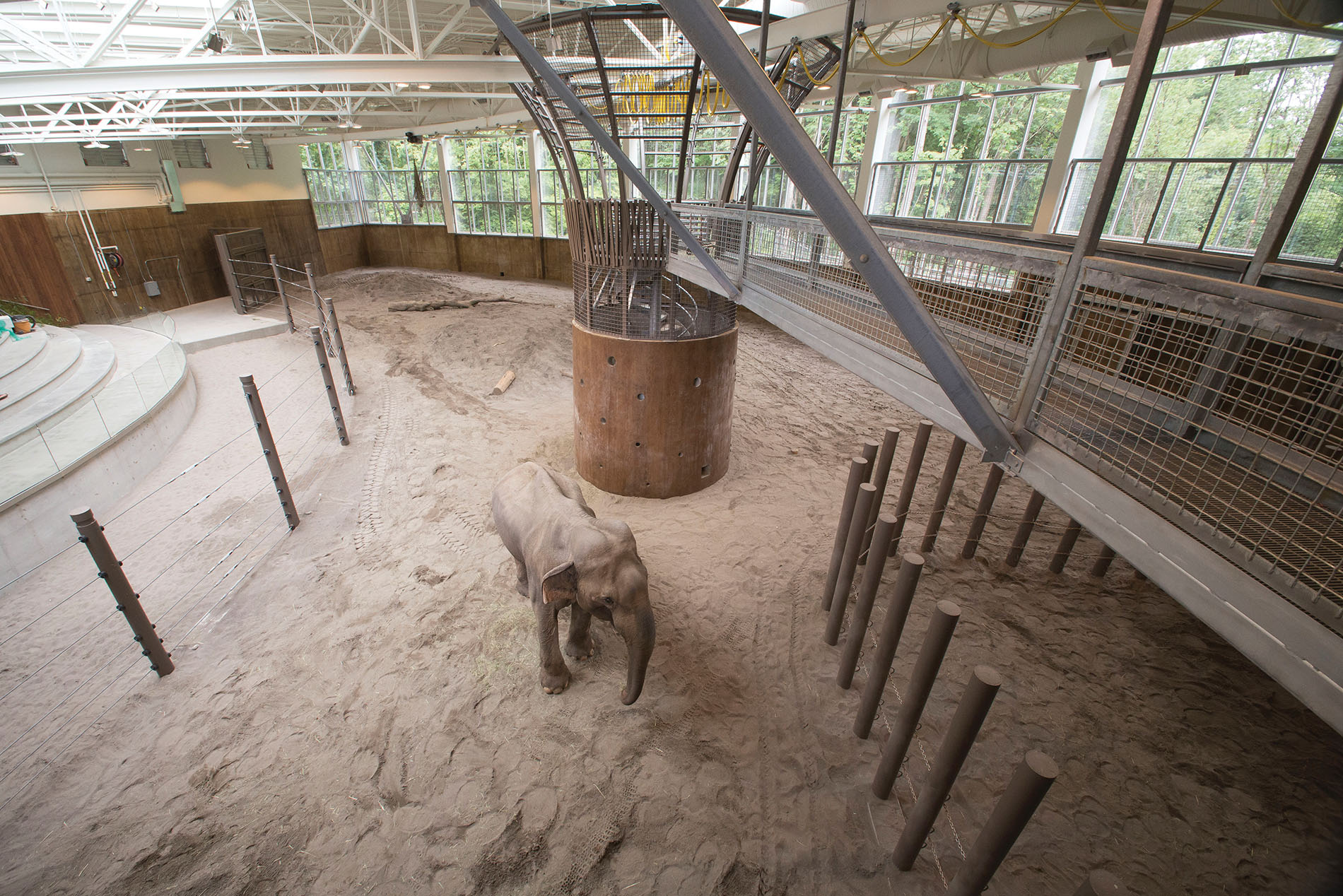 Bull Asian elephant Tusko visits the Oregon Zoo's Forest Hall for the first time. Credit: Oregon Zoo / Michael Durham