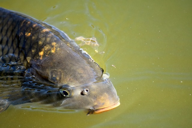 Asian carp / invasive species / invasive fish / watersheds / Image by Alexa from Pixabay