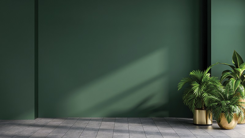 plant against a green background