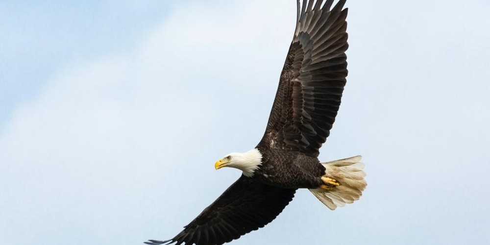 Bald eagle against blue sky. Image by Unsplash / Mathew Schwartz.