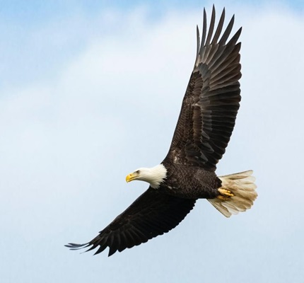 Companies Hatch Projects to Protect Birds Around Transmission Lines