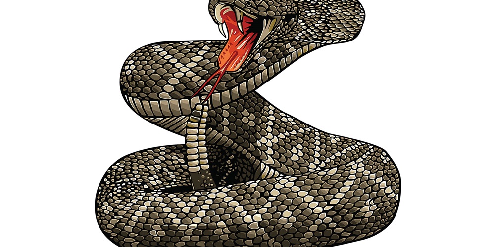 Illustration of a coiled rattlesnake hissing. Image by Shutterstock / Zulfikar Luthfi.