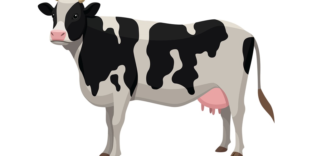 Illustration of a spotted black-and-white cow. Image by Shutterstock / Spreadthesign.