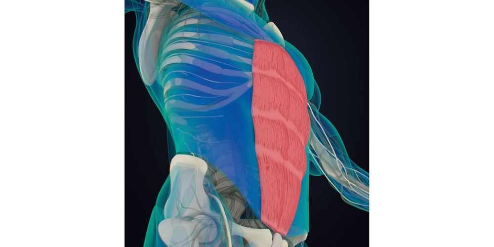 Illustration of a skeleton with core muscles highlighted. Image by Shutterstock / Anatomy Image.