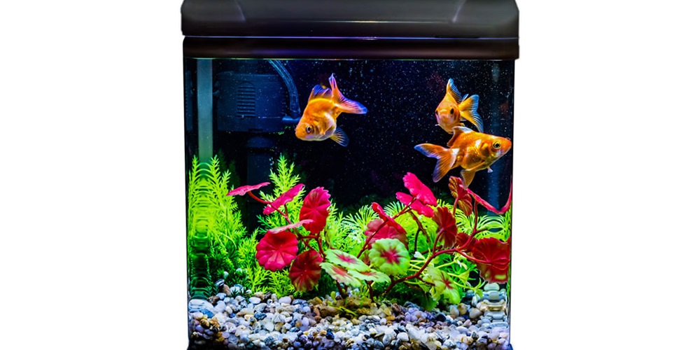 Fish-Tank-iStock-598144424.jpg