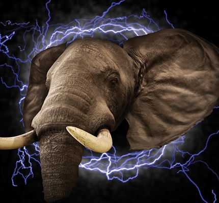 The Elephant In The Room
