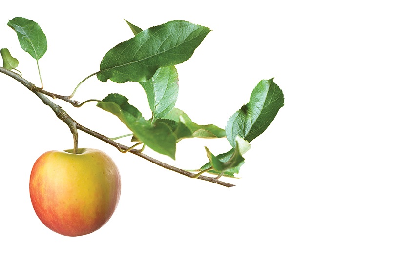 apple_branch_fruit_iStock_000005660685_Large.jpg