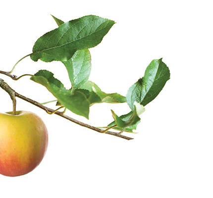 Still Plenty Of Low-Hanging Fruit