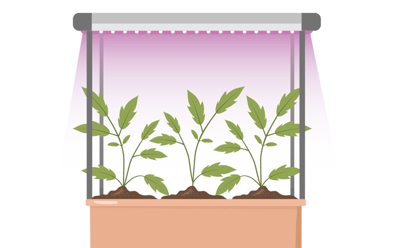 Cultivating with Light: horticultural lighting, grow lights, greenhouse lighting, hydroponic greenhouse lighting