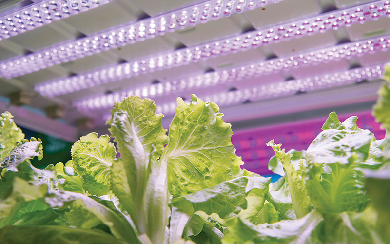 Organic hydroponic vegetables grow under LED light. Grow lights, horticultural lighting, hydroponic, greenhouse