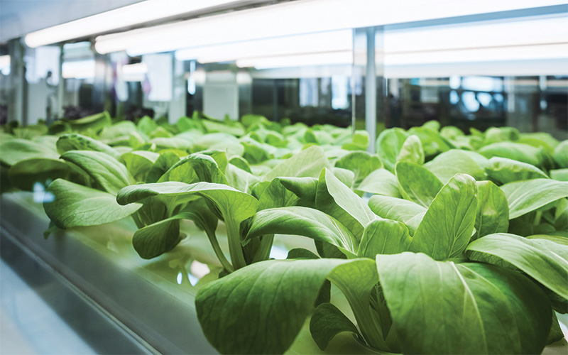 Controllable horticulture LED lighting interacts with other systems such as heating and cooling, watering, dehumidifying and security. That interconnectivity requires systems integration.