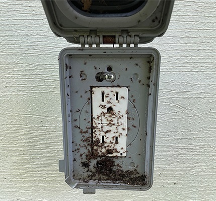 Invasion of the Formicidae: What to do when pests enter the home