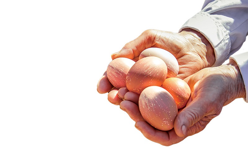 eggs with fiber optics