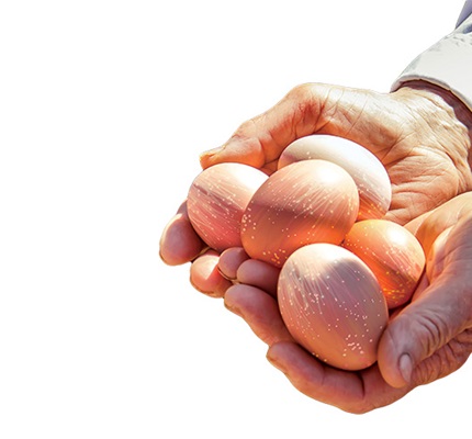 Counting Chickens: Important considerations in a fiber optic project